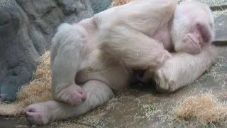 5 Animale in culori pe care nu trebuiau sa le aiba