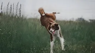 5 motive pentru care prietenul tau blanos se scarpina prea des