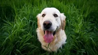 5 lucruri de care sa tii cont daca urmeaza sa adopti un caine