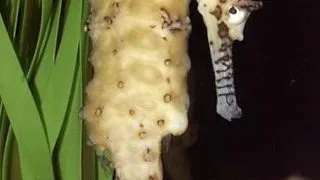 Masculii pot ramane insarcinati