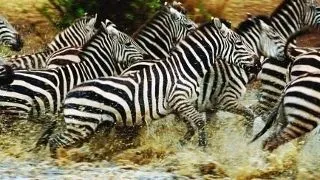 Marile migratii, eveniment de televiziune global,va avea premiera pe 7 noiembrie