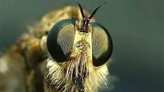 Fotografia macro - Less is more!