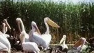 Ce putem vana in Delta Dunarii