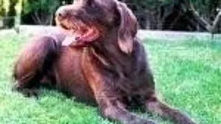 Pudel Pointer