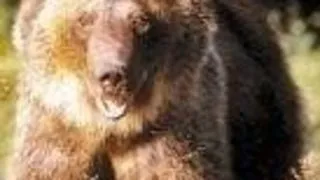 Un hibrid grizzly-polar, impuscat in Canada