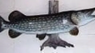 Stiuca (Esox Lucius)