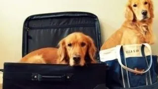 Cum sa calatoresti cu animalul de companie