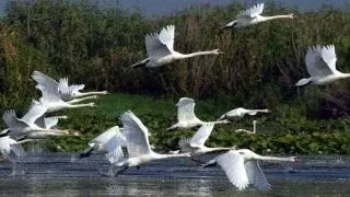 Delta Dunarii, un Paradis pe Pamant