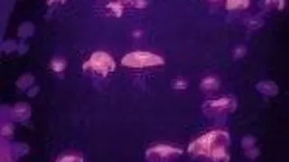La pescuit de meduze