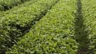 Miracolul din ceaiul verde