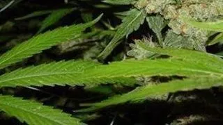 Beneficiile marijuanei