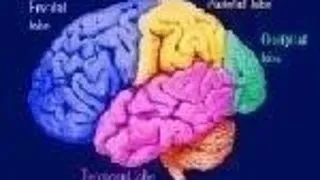 Proteinele si frigul influenteaza IQ-ul