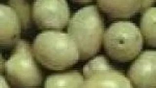 Limba cu masline