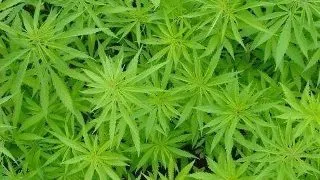 Cele mai interesante 5 lucruri despre marijuana