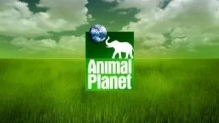 De ce iubim Animal Planet?