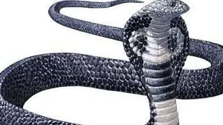 7 animale mortale