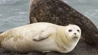 Agresarea cruda a animalelor