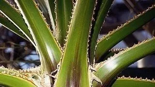 Aloe vera si beneficiile asupra sanatatii