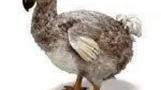 Top 10 animale exterminate