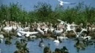 Istoria pisciculturii din Delta Dunarii