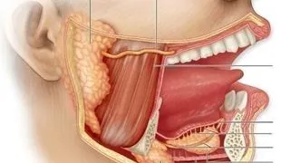 Saliva