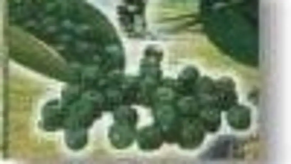 7/7019