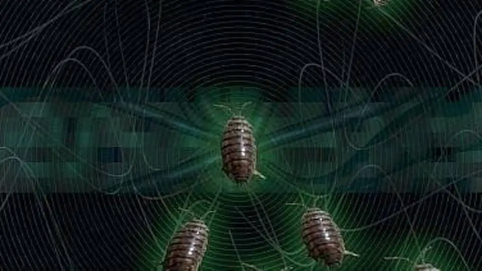 7/7275